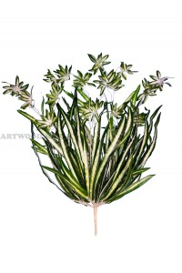 Хлорофітум – Штучні квіти