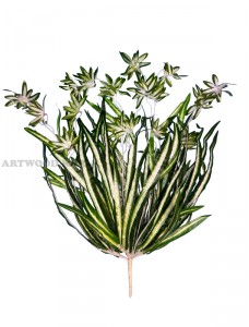Хлорофітум – Штучні квіти