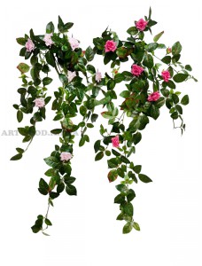 Троянда плетюча